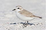 Snowy Plover