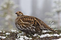 Sooty Grouse