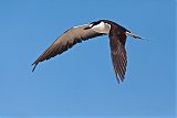 Sooty Tern