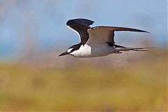 Sooty Tern