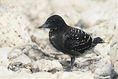 Sooty Tern