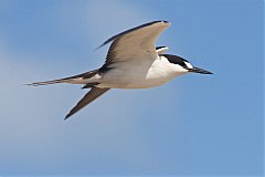 Sooty Tern