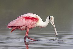 Roseate Spoonbill