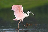 Roseate Spoonbill