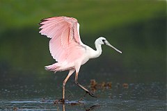 Roseate Spoonbill