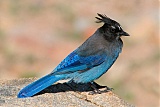 Steller's Jay