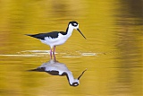 Black-necked Stiltborder=