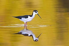 Black-necked Stilt