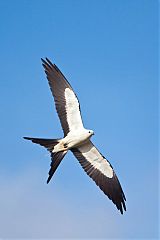 Swallow-tailed Kite