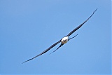 Swallow-tailed Kiteborder=