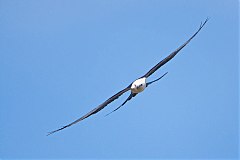 Swallow-tailed Kite