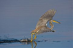 Tricolored Heron