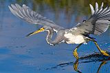 Tricolored Heron