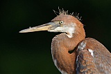 Tricolored Heron