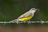 Tropical Kingbirdborder=