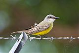 Tropical Kingbirdborder=