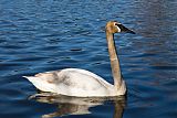 Trumpeter Swan