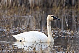 Tundra Swan