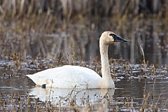 Tundra Swan