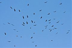 Turkey Vulture