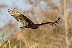 Turkey Vulture