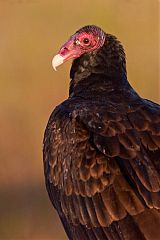 Turkey Vulture