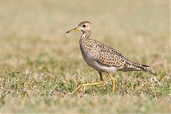 Upland Sandpiper