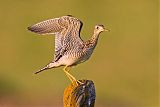 Upland Sandpiper