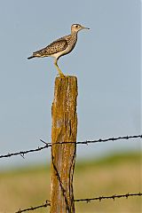 Upland Sandpiper