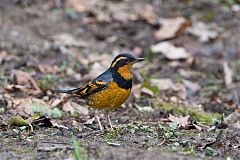 Varied Thrush