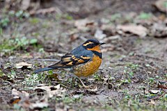 Varied Thrush