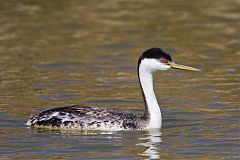 Western Grebe