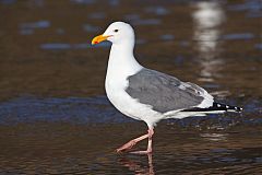 Western Gull