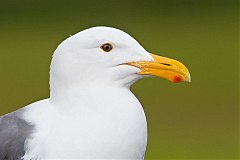 Western Gull