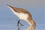 Western Sandpiper