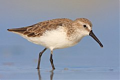 Western Sandpiper