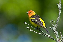 Western Tanager