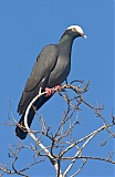 White-crowned Pigeonborder=