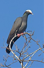 White-crowned Pigeon