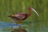 White-faced Ibis