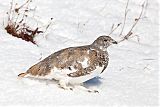 White-tailed Ptarmiganborder=