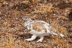 White-tailed Ptarmigan