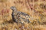 White-tailed Ptarmiganborder=