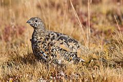 White-tailed Ptarmigan