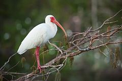 White Ibis