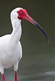 White Ibis