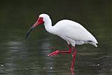 White Ibis