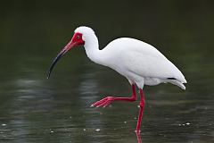 White Ibis