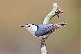 White-breasted Nuthatch