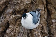 White-breasted Nuthatch